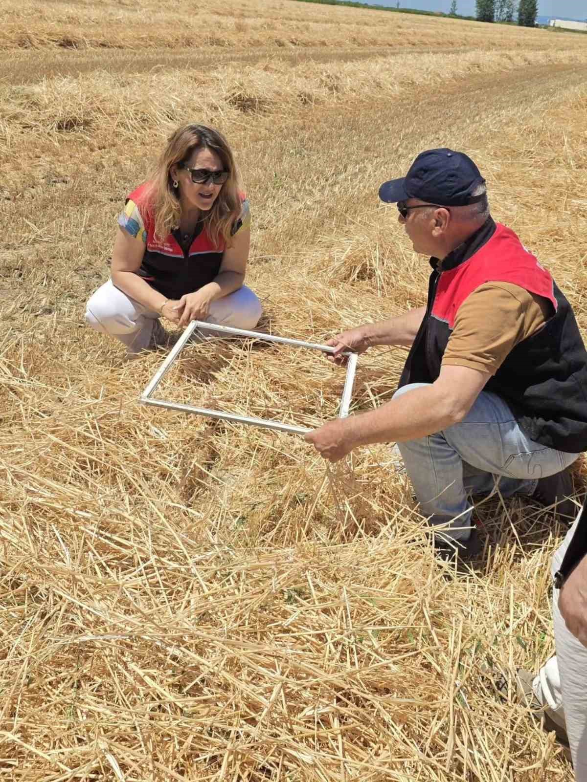 Edremit&rsquo;te buğday hasadı başladı