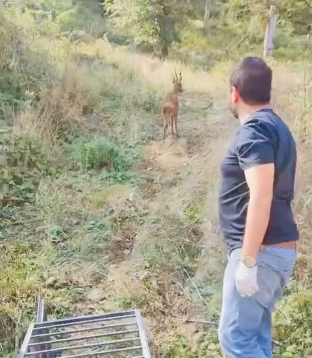 Yaralı karaca tedavisinin ardından doğaya salındı