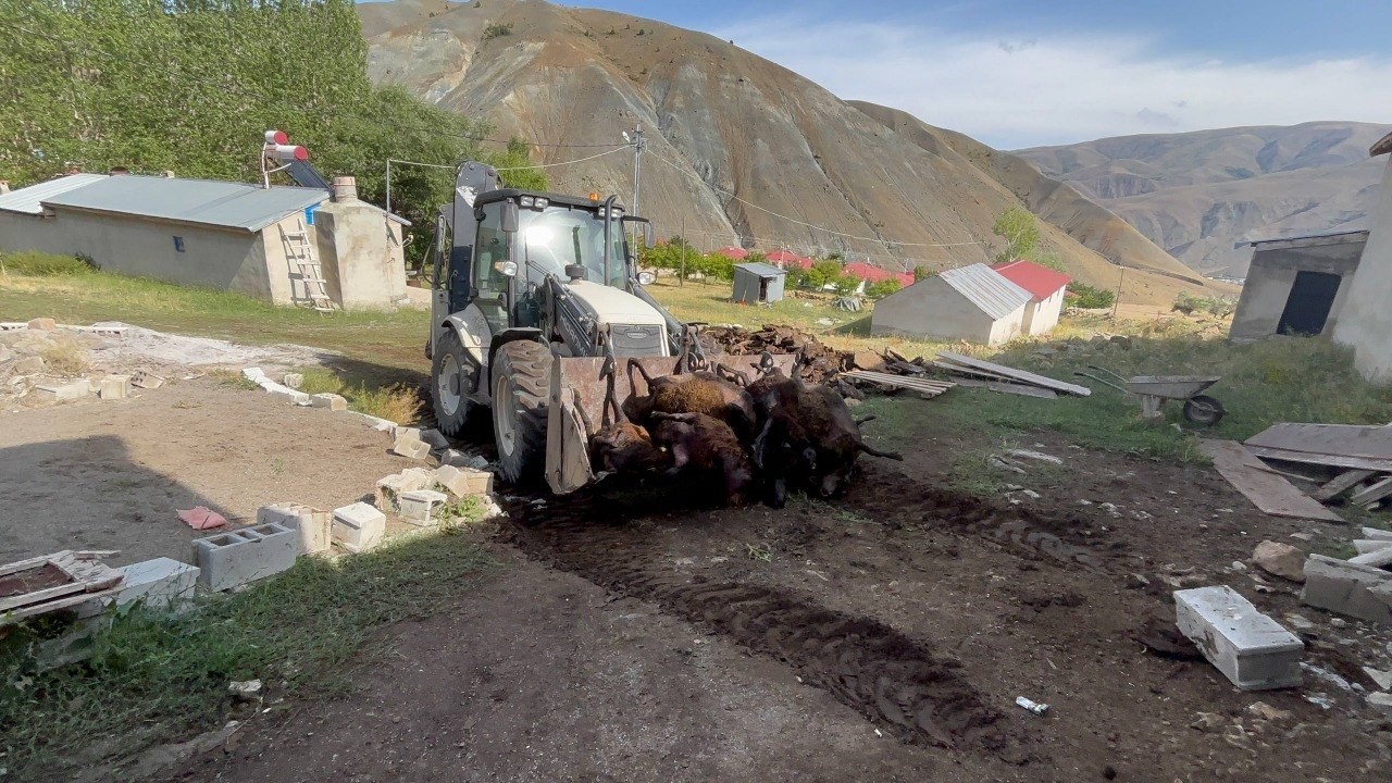 Erzincan&rsquo;da ayı dehşeti: Ağıla ayı girdi, 144 k&uuml;&ccedil;&uuml;kbaş hayvan telef oldu