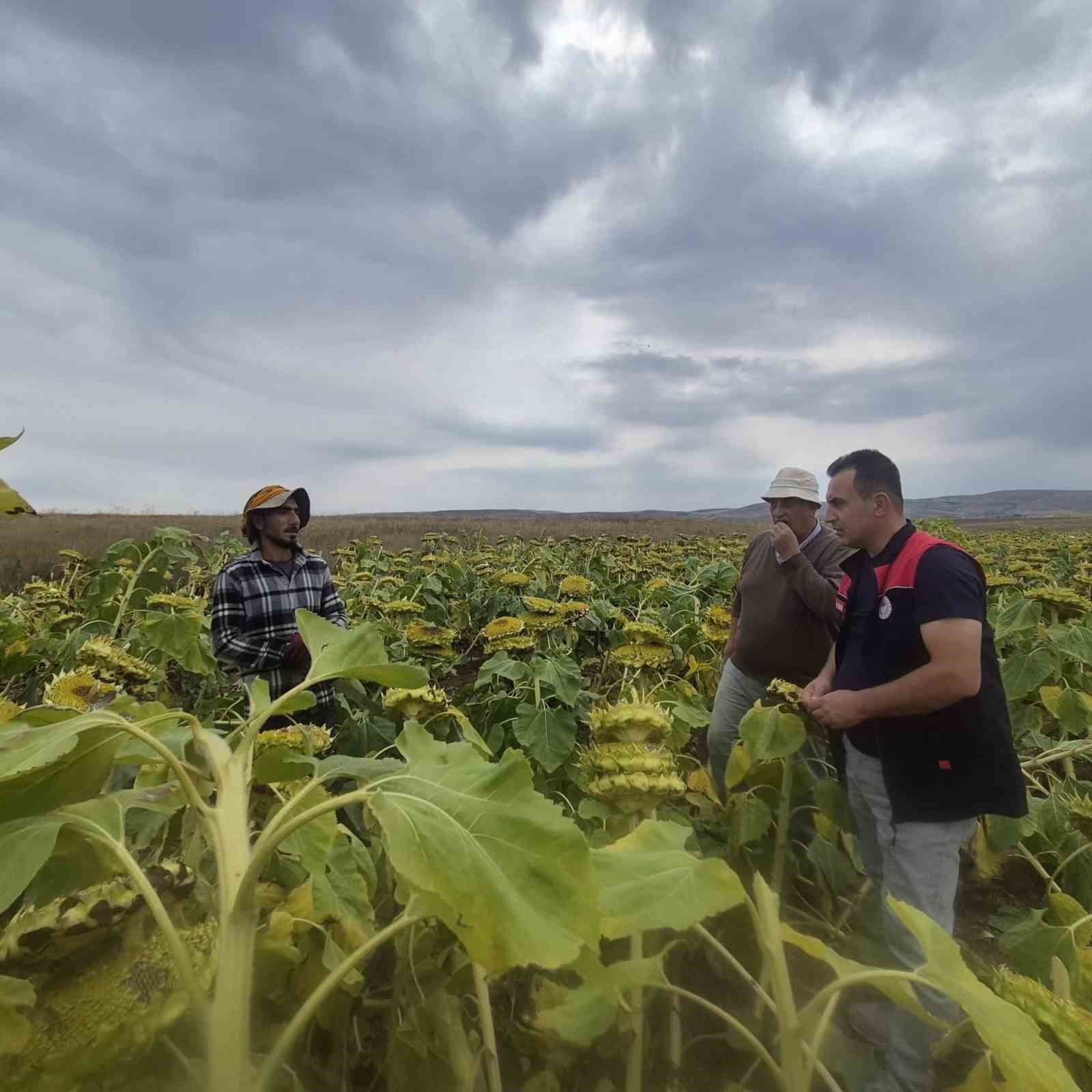 Aydıntepe&rsquo;de ay&ccedil;i&ccedil;eği hasadı başladı