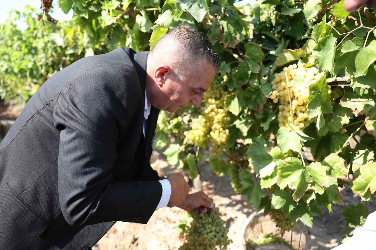 Manisa&rsquo;da bağbozumu heyecanı başladı