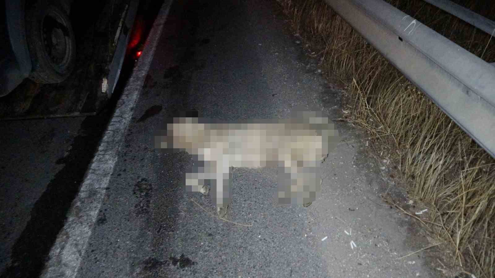Yola fırlayan köpek kazaya neden oldu, 6 araç birbirine girdi