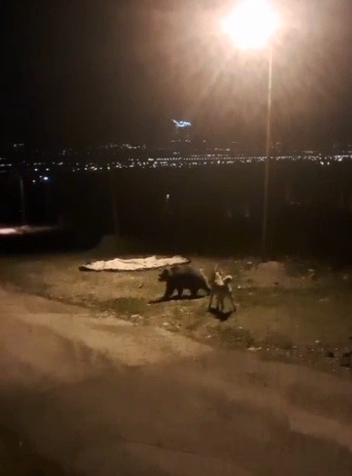 Tilkiler şehir merkezinde, ayılar k&ouml;ylerde g&ouml;r&uuml;ld&uuml;