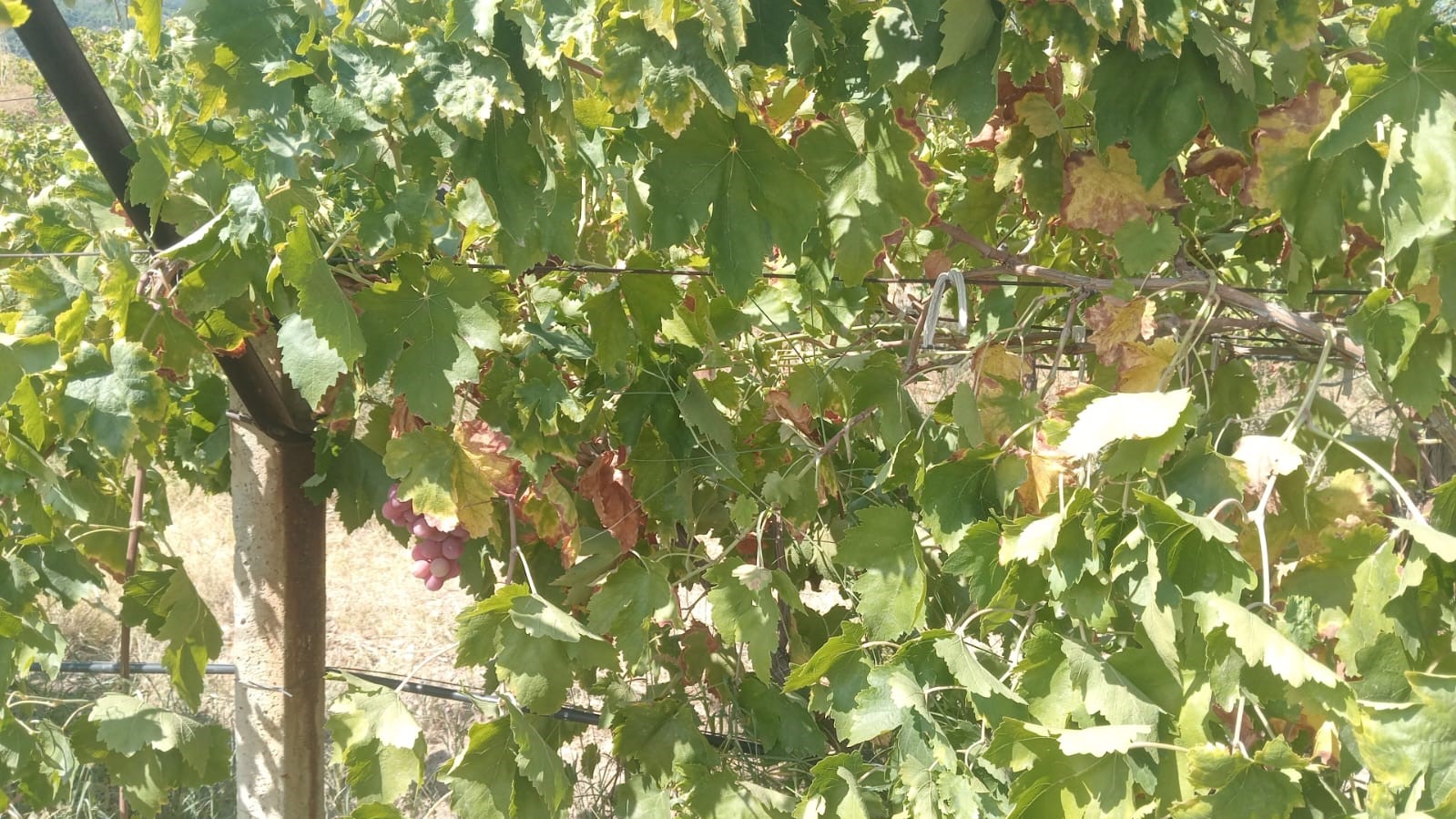 Emek hırsızları bağdan 2 ton &uuml;z&uuml;m &ccedil;aldı