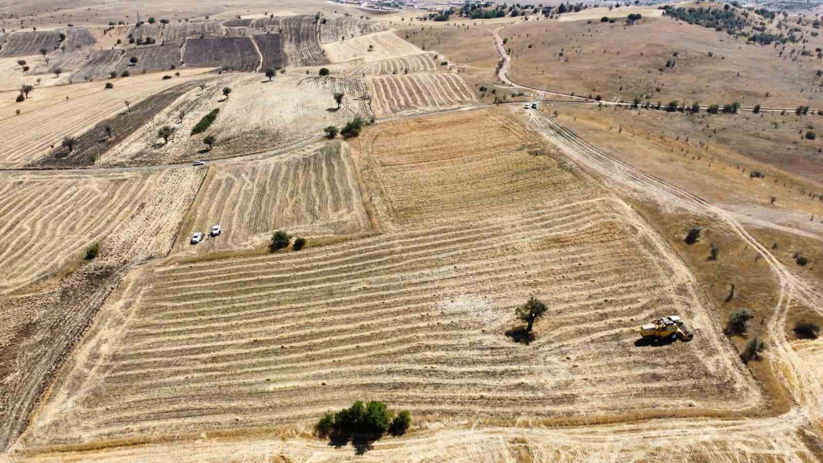 Yerli nohut &ccedil;eşidinde hasat zinciri b&uuml;y&uuml;yor