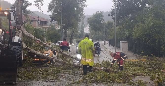 Yayladağı’nda aracın üzerine ağaç devrildi