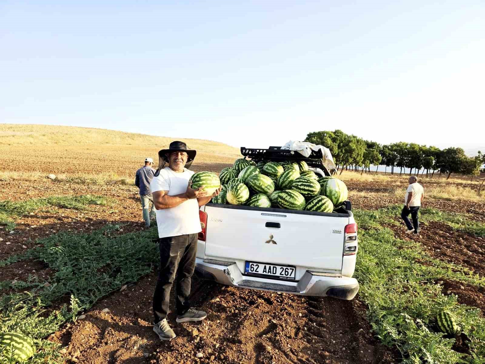 Doğallığıyla damaklarda iz bırakan Hıdıroz Karpuzu tezgahlarda yerini aldı