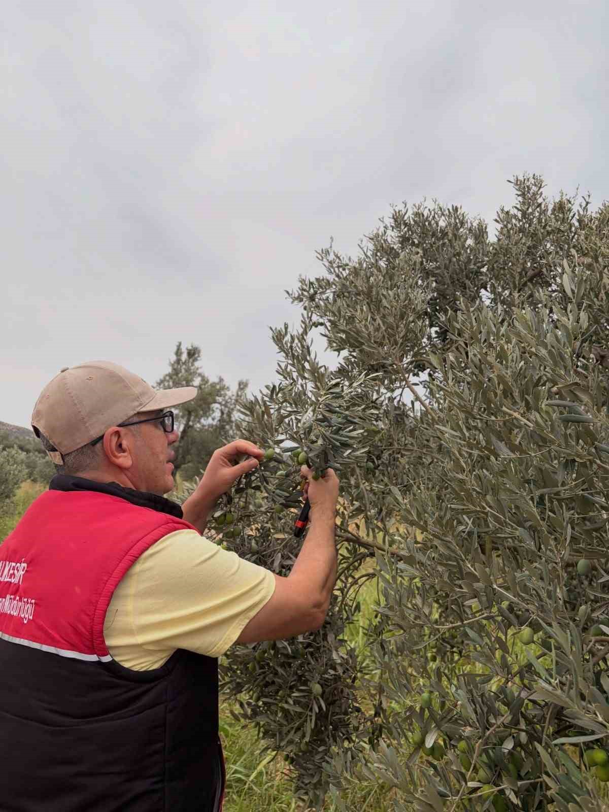 Burhaniye&rsquo;de zeytin bah&ccedil;elerinde zeytin sineği kontrolleri artırıldı