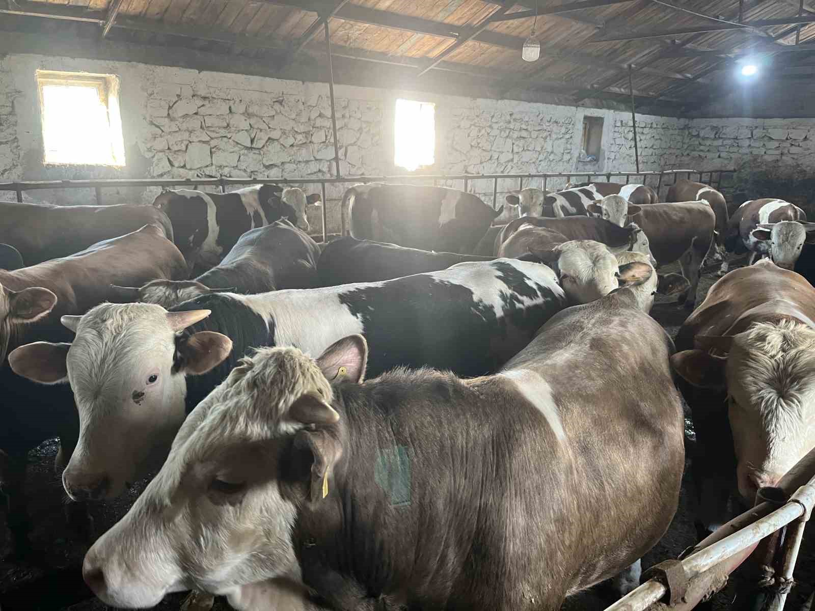 Kars&rsquo;ta 600 kiloluk boğa g&ouml;renlerin ilgisini &ccedil;ekiyor