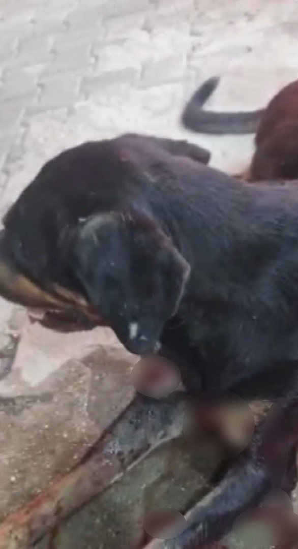 Silahla vurulan sokak k&ouml;peğine polis ekipleri sahip &ccedil;ıktı