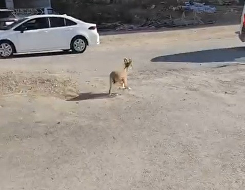 Kahramanmaraş&rsquo;ta dağ ke&ccedil;ileri sitenin bah&ccedil;esine kadar indi