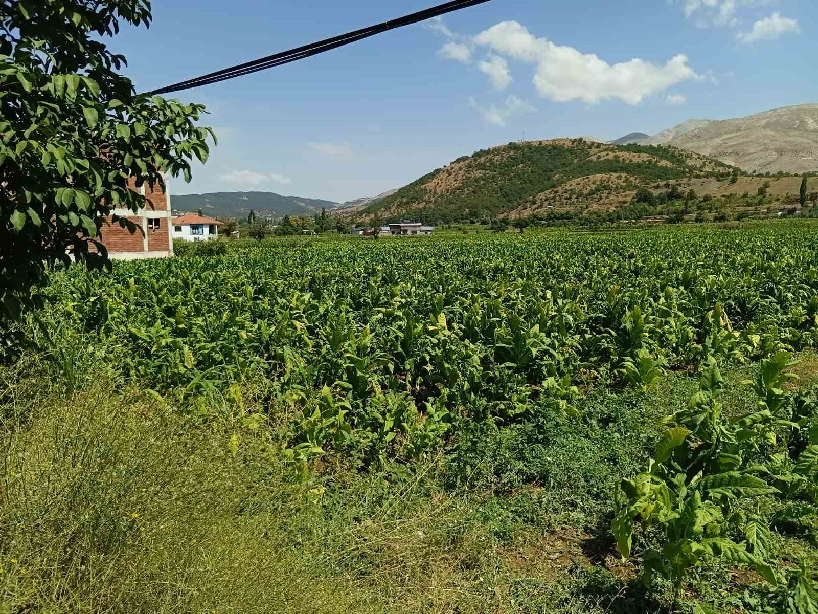 Dolu yağışı t&uuml;t&uuml;nlere zarar verdi