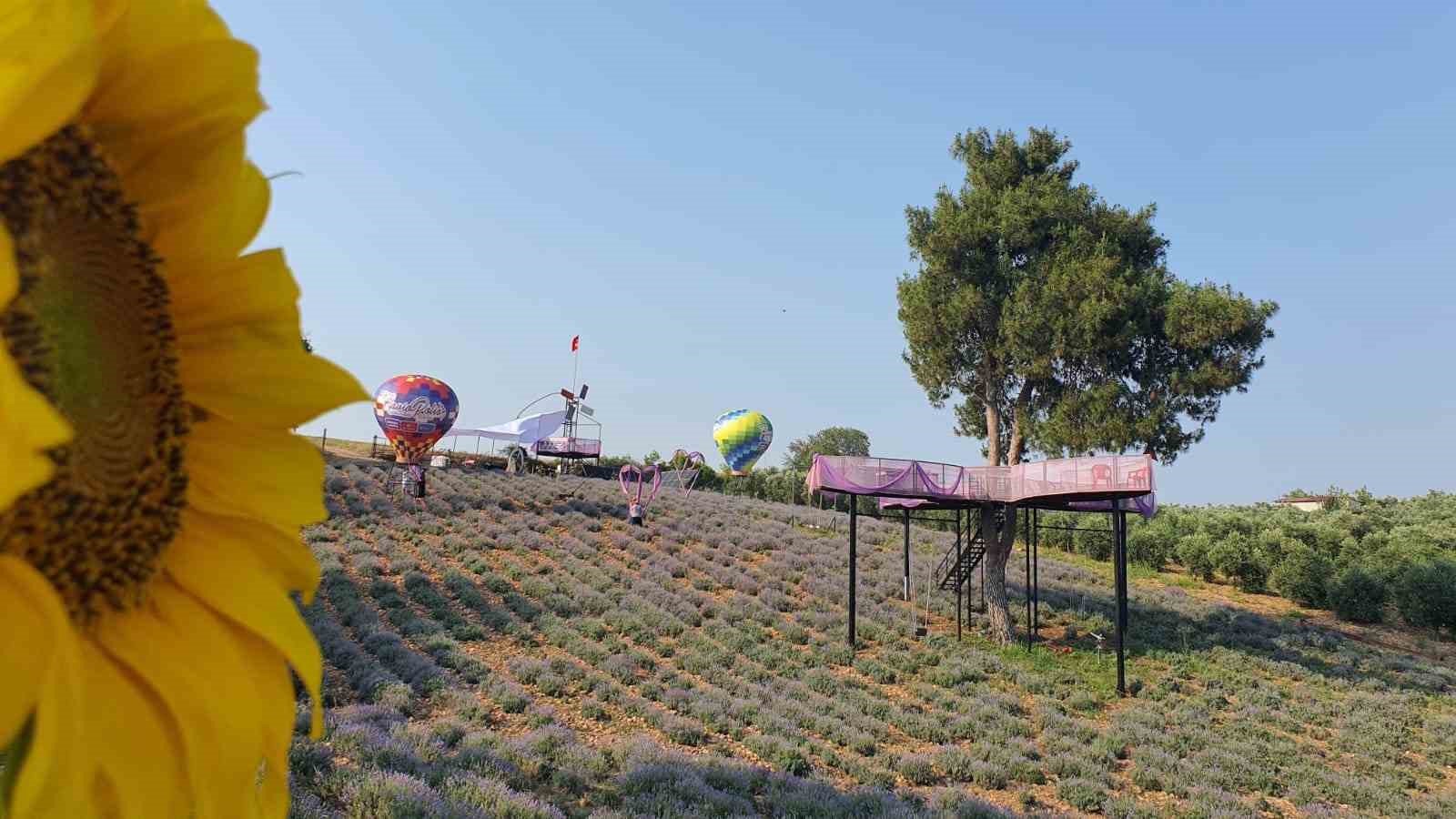 Kadirli&rsquo;de lavanta festivali heyecanı