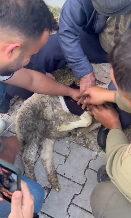 Tokat&rsquo;ta sağlık personelinden yaralı kuzuya tam teşekk&uuml;ll&uuml; m&uuml;dahale