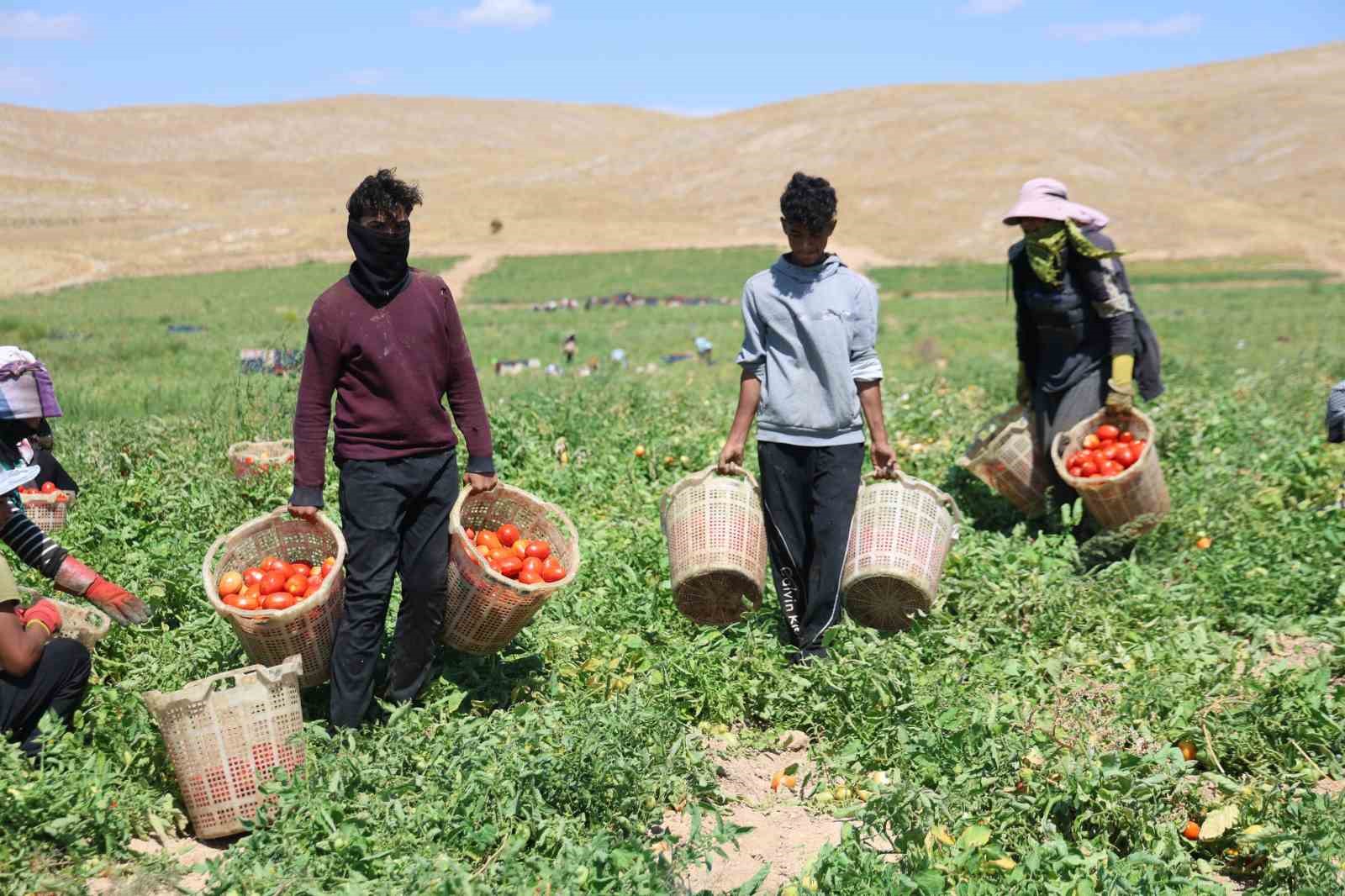 Elazığ&rsquo;da mevsimlik iş&ccedil;ilerin tarlada ekmek m&uuml;cadelesi