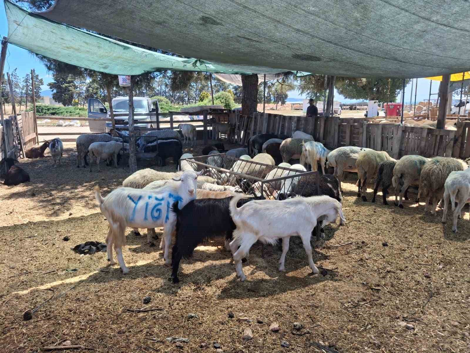 Didim’de kurbanlıklar satışta