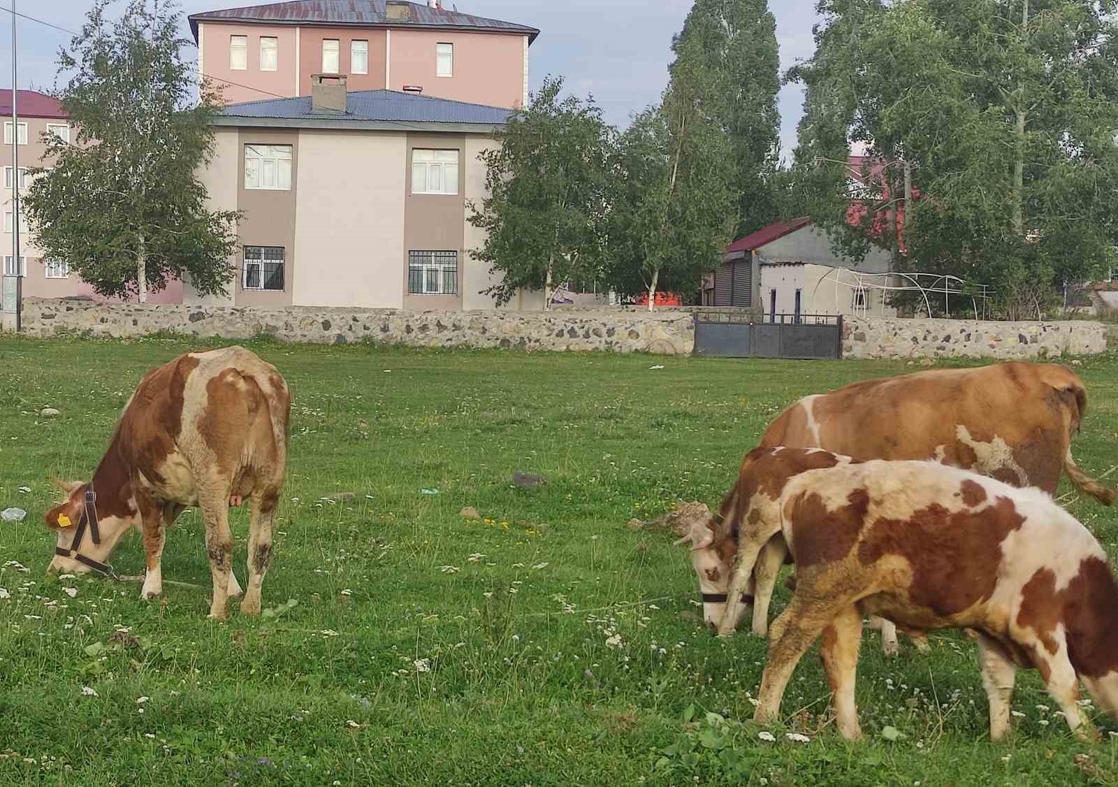 Kuduz nedeniyle mahalleye giriş &ccedil;ıkışlar yasaklandı