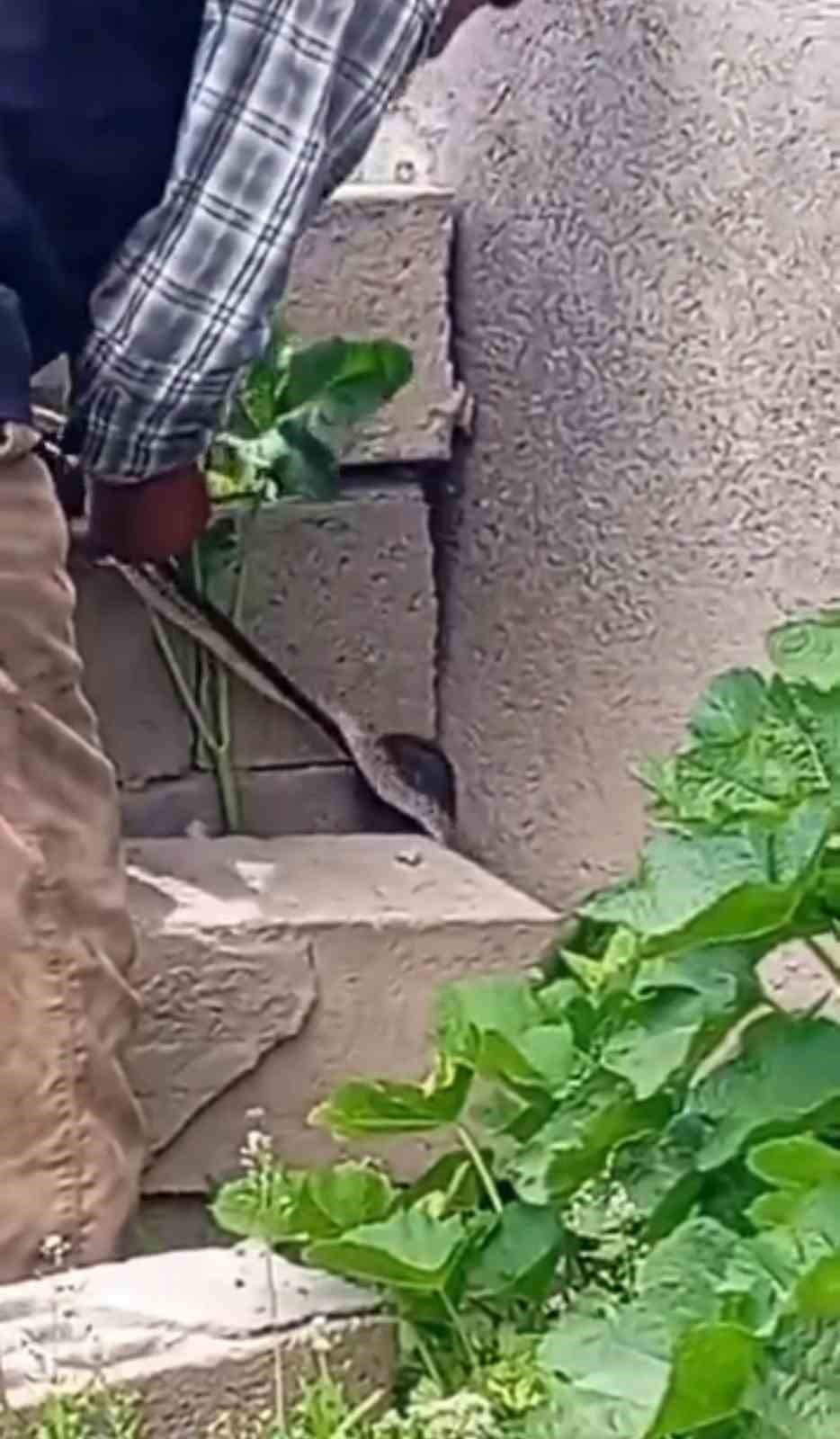 Iğdır&rsquo;da eve girmeye &ccedil;alışan yılanı &ccedil;ıplak elle yakaladı