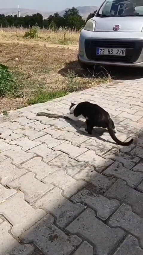 Elazığ&rsquo;da kediyle yılanın kavgası kameraya yansıdı
