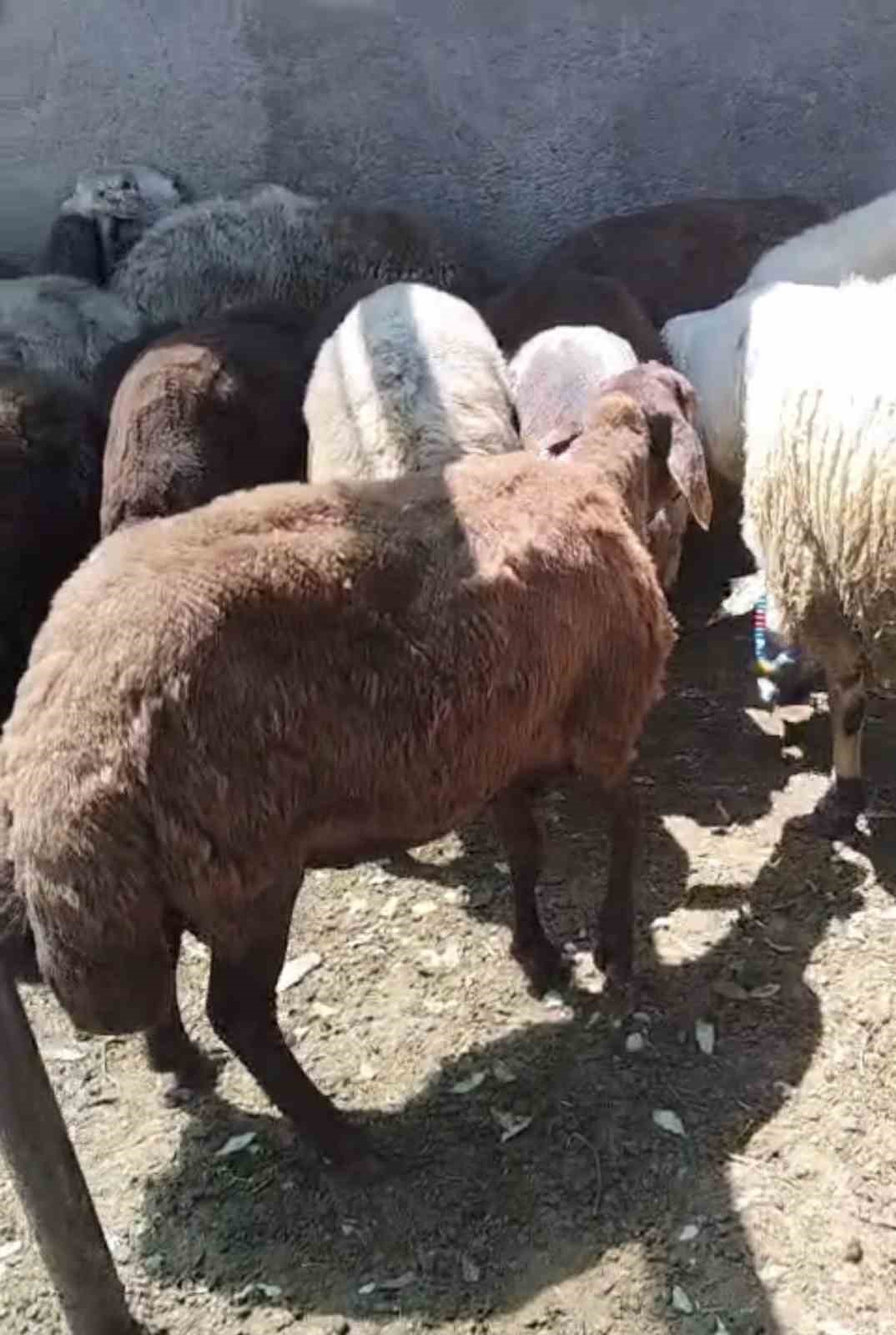 Kurt ağıla girdi: 8 koyun telef oldu, 8&rsquo;i kayıp