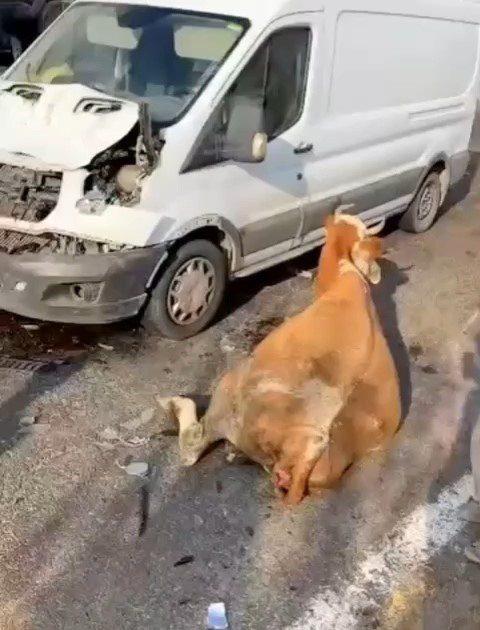Minib&uuml;s&uuml;n &ccedil;arptığı inekler son anda kesildi