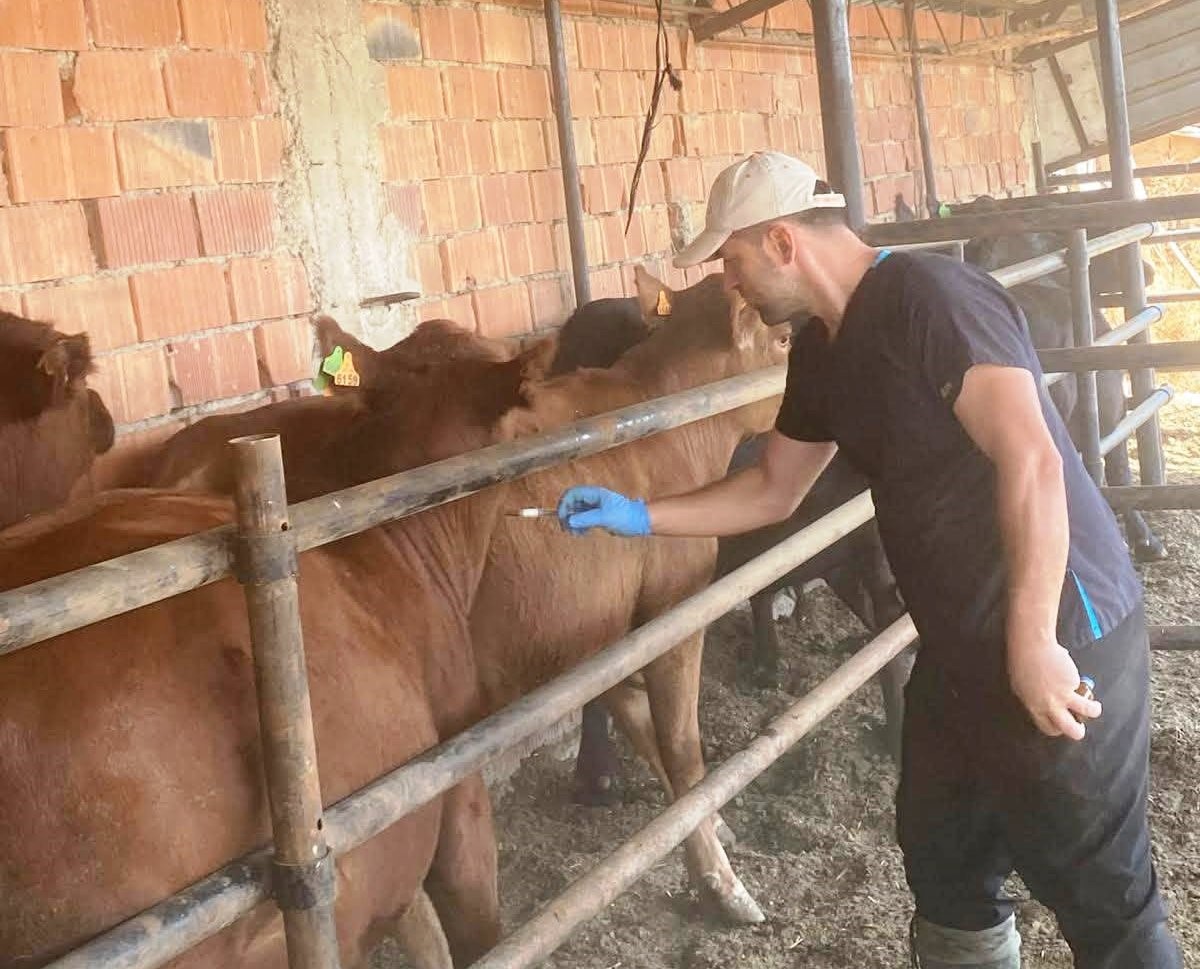 Aslanapa&rsquo;da b&uuml;y&uuml;kbaş hayvanlara şap aşısı uygulanıyor