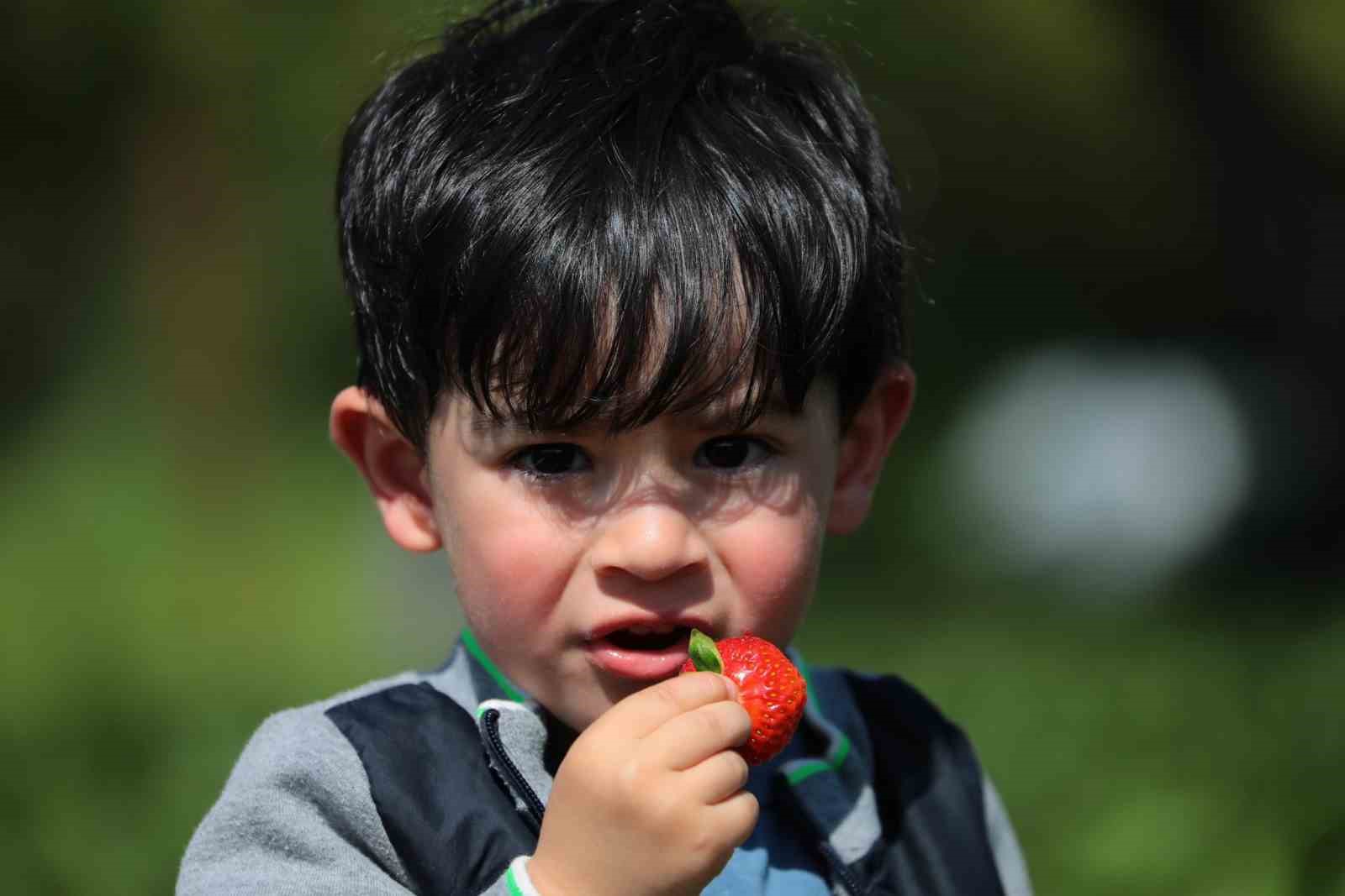 &Ccedil;ilek bah&ccedil;esinde hem hasat hem piknik keyfi