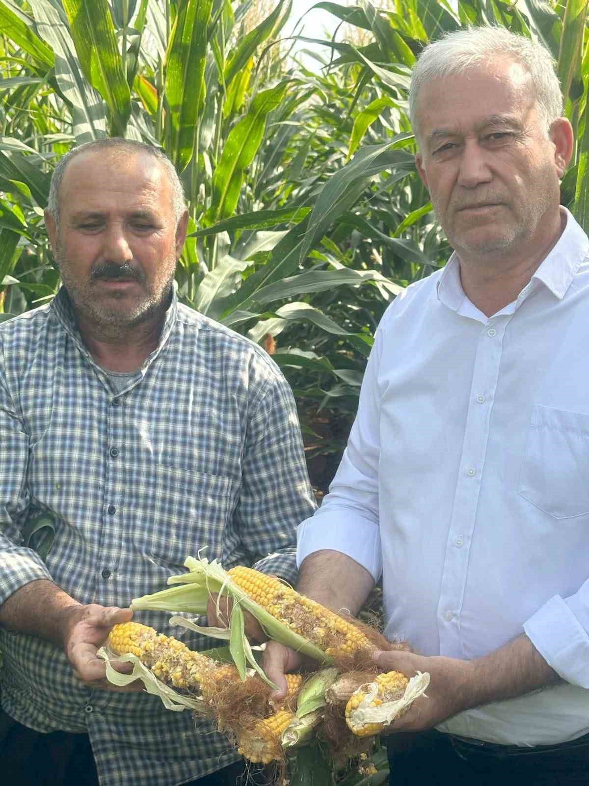 Altun&rsquo;dan yaban domuzu uyarısı