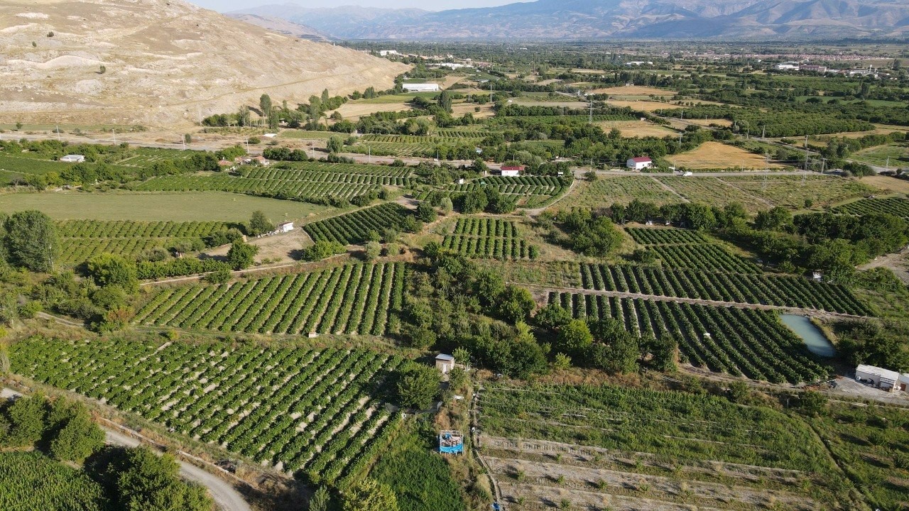 Erzincan&rsquo;da 200 yıllık bağlarda Cimin &Uuml;z&uuml;m&uuml; hasadı başladı