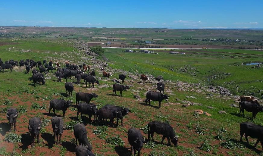 Devlet destekleriyle Diyarbakır&rsquo;da manda sayısı 21 bin 500&rsquo;e ulaştı