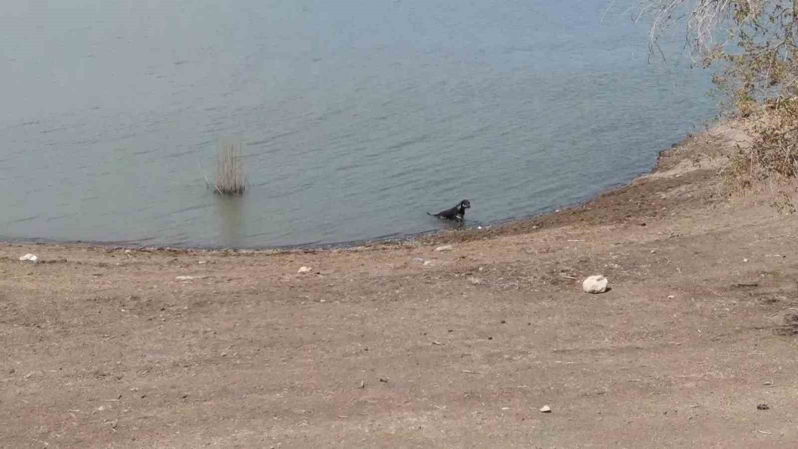 Aşırı sıcaktan bunalan k&ouml;peklerin baraj keyfi