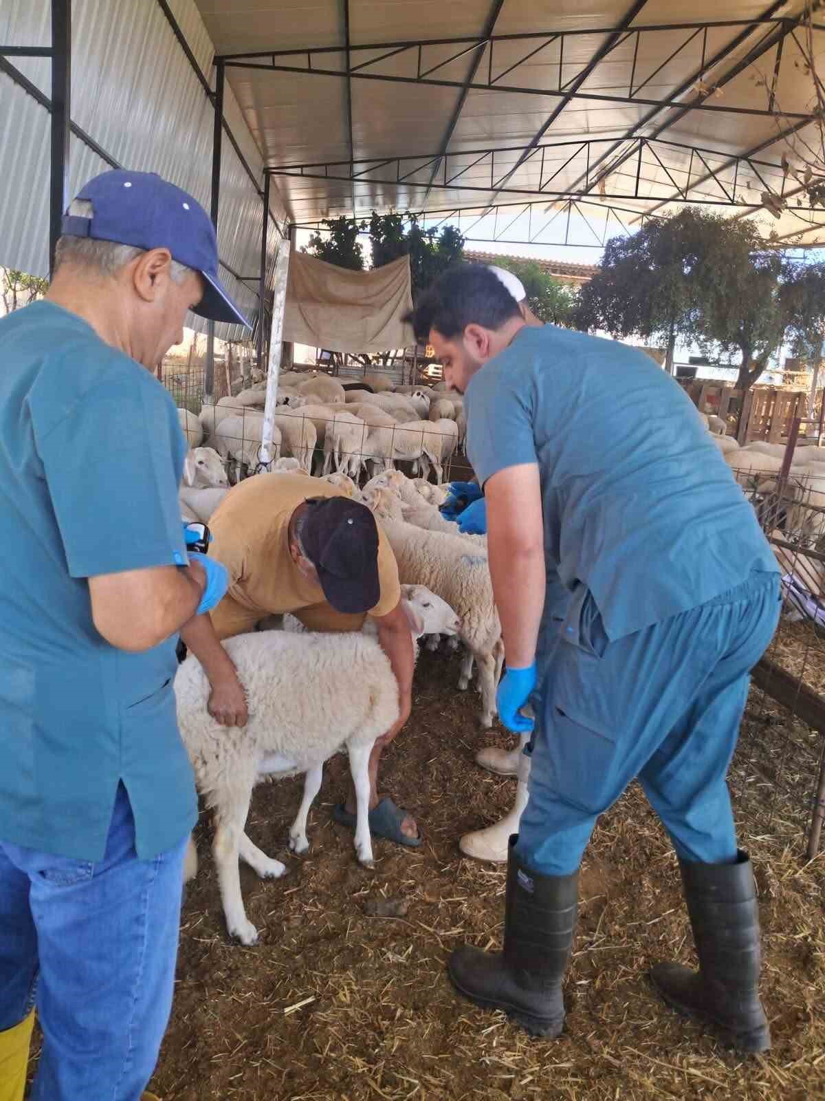 K&ouml;şk&rsquo;te k&uuml;&ccedil;&uuml;kbaş hayvanlara y&ouml;nelik kimliklendirme &ccedil;alışmaları s&uuml;r&uuml;yor