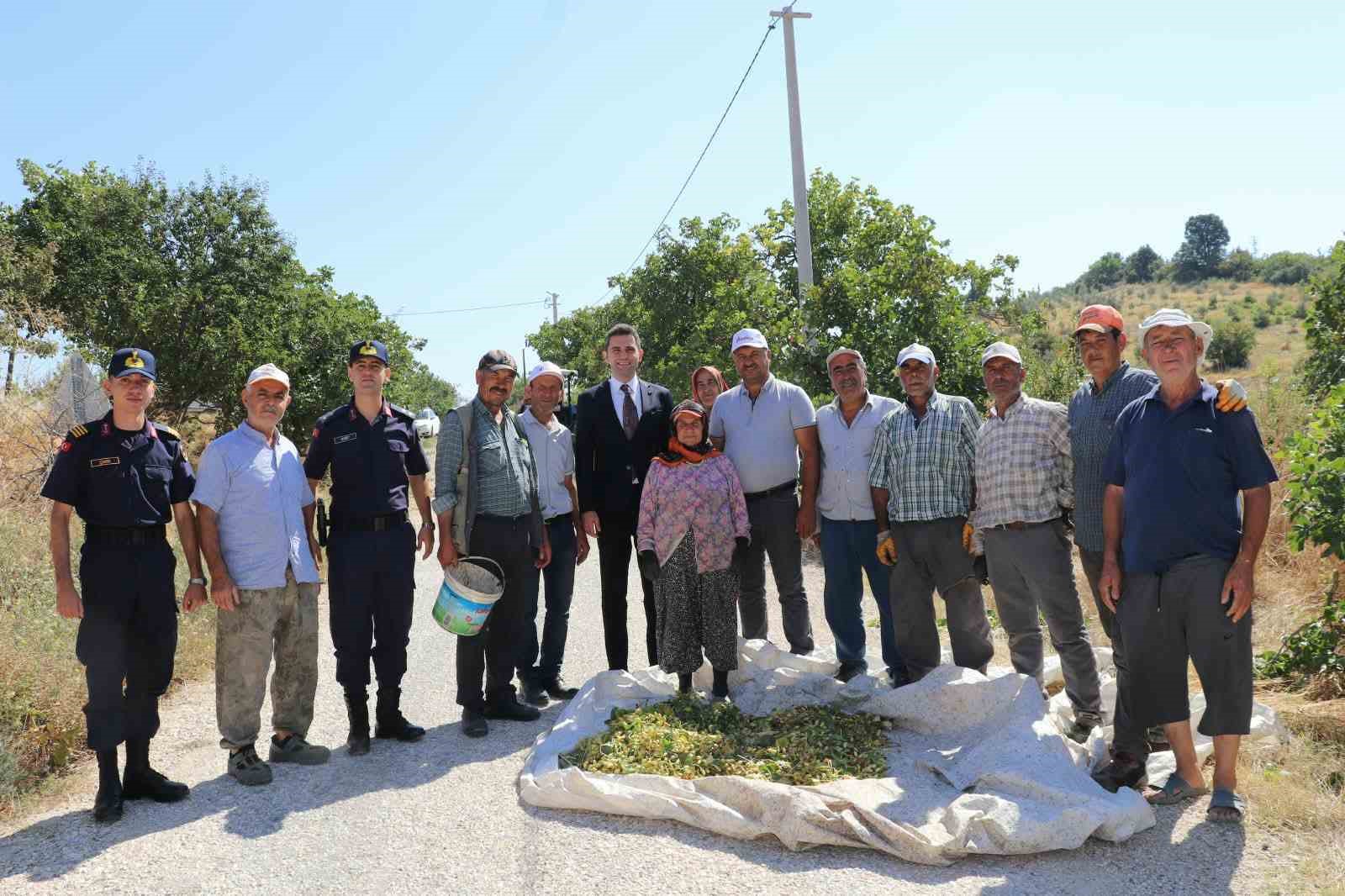 Selendi’nin ’Yeşil Altın’ın da hasat başladı