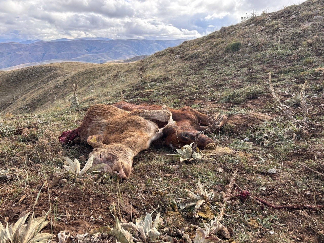 Erzincan&rsquo;da ayı saldırısında 2 buzağı telef oldu