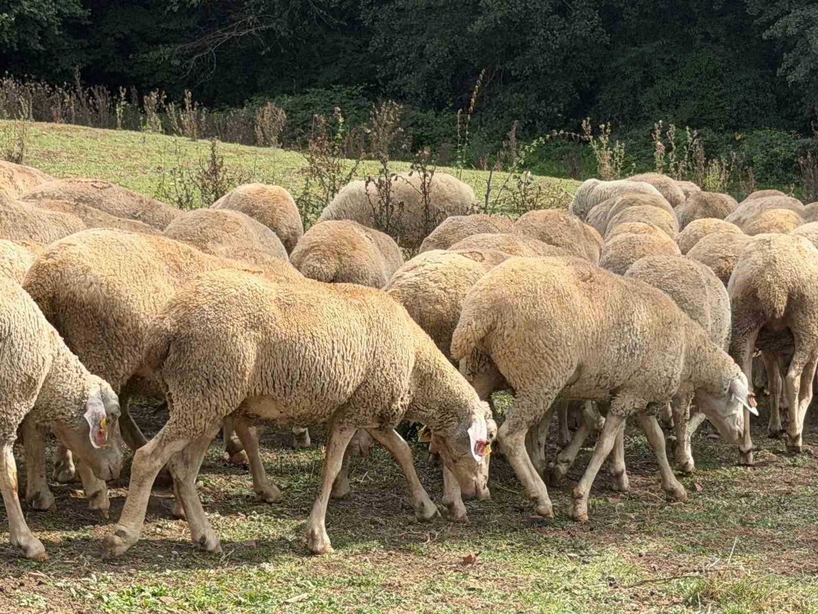 Kırsalda bereket, k&uuml;&ccedil;&uuml;kbaşa destek
