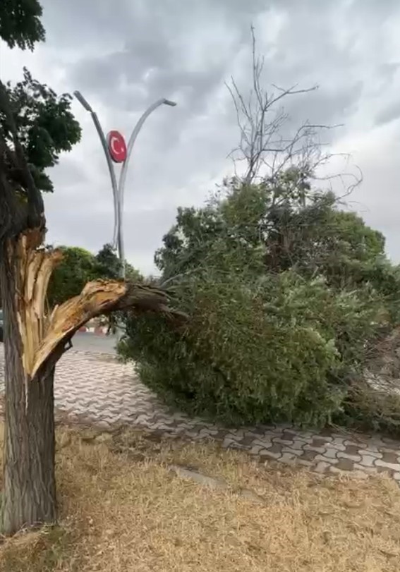 Erciş&rsquo;te fırtına ağa&ccedil;ları k&ouml;k&uuml;nden s&ouml;kt&uuml;