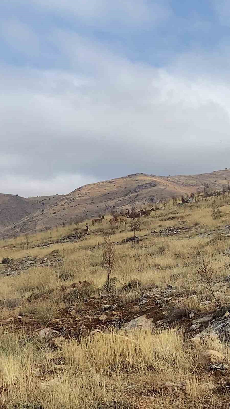Dağ ke&ccedil;isi s&uuml;r&uuml;s&uuml; seyir terası manzarasına dahil oldu
