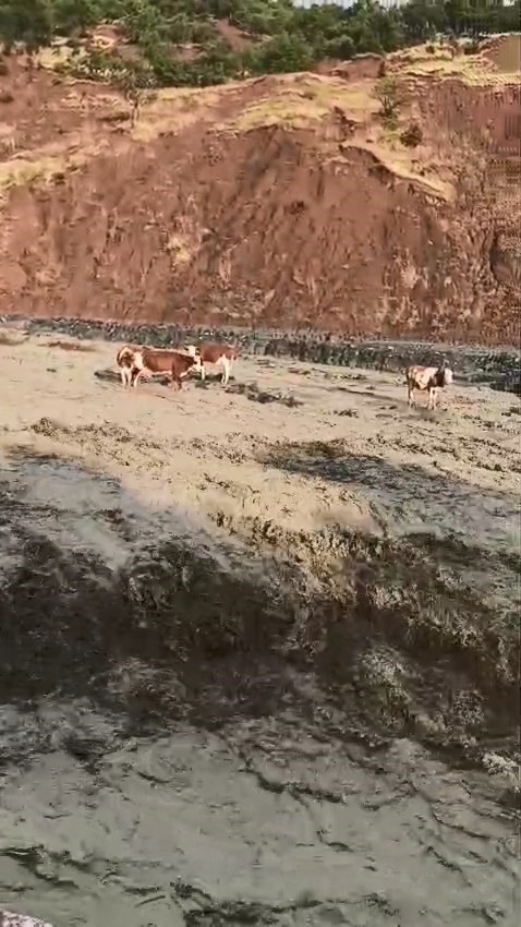 Elazığ&rsquo;da selde inekler mahsur kaldı