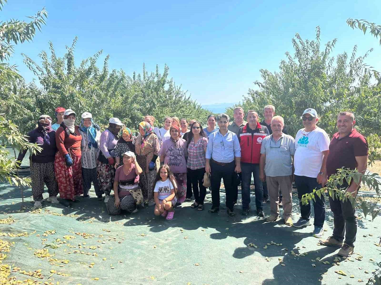 Şark&ouml;y&rsquo;de badem hasadı başladı