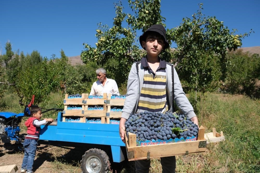 Erzincan&rsquo;ın siyah incisi Cimin &uuml;z&uuml;m&uuml;nde hasat zamanı