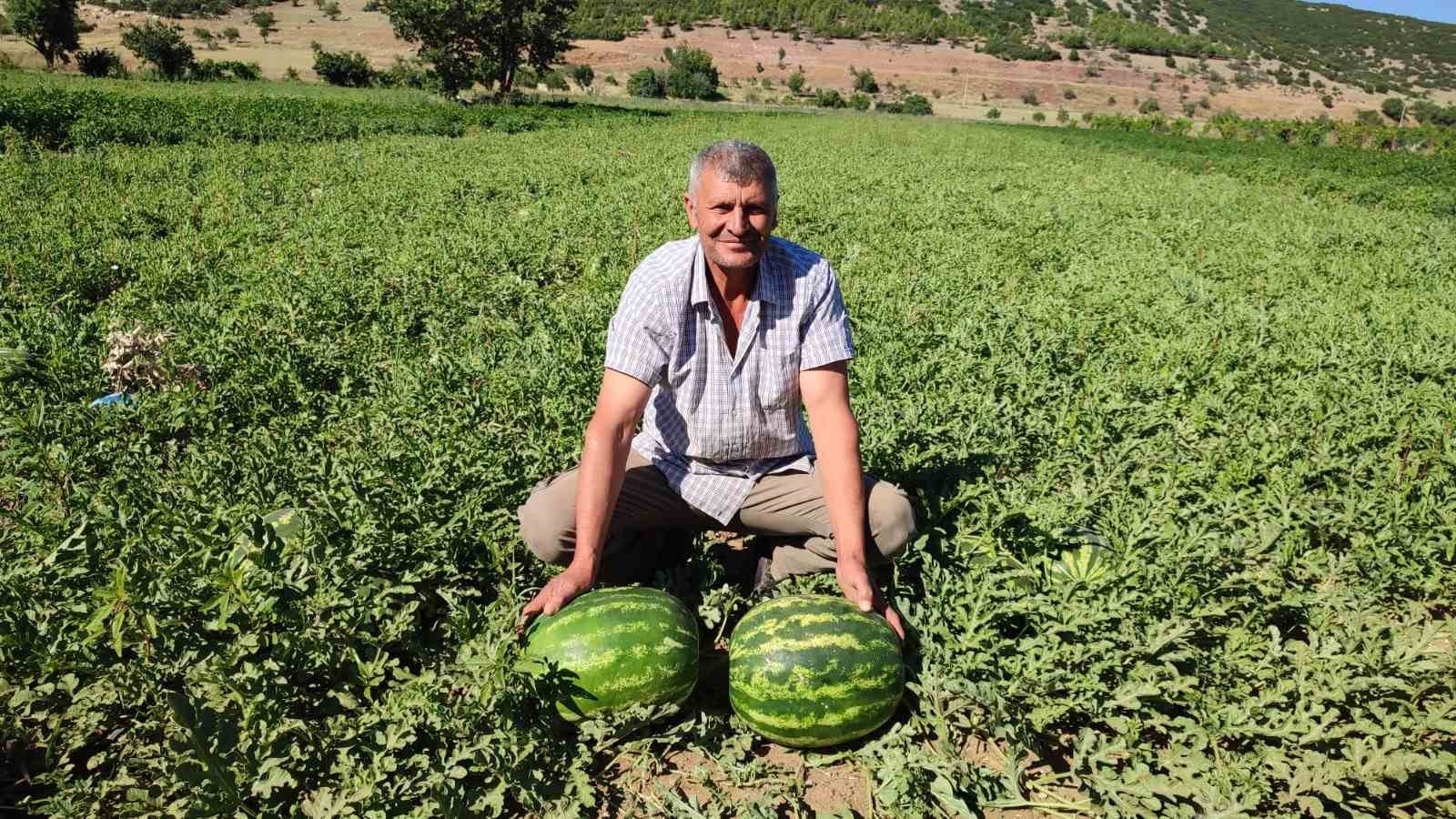 Denizli&rsquo;nin lezzet simgesi Dodurga Karpuzu tezg&acirc;hlara indi