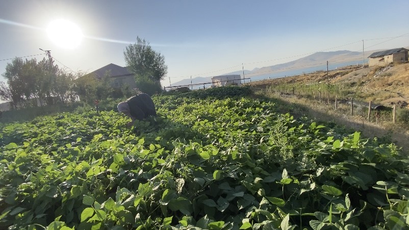 Ağrı&rsquo;da bostanların bereketi kışa taşınıyor