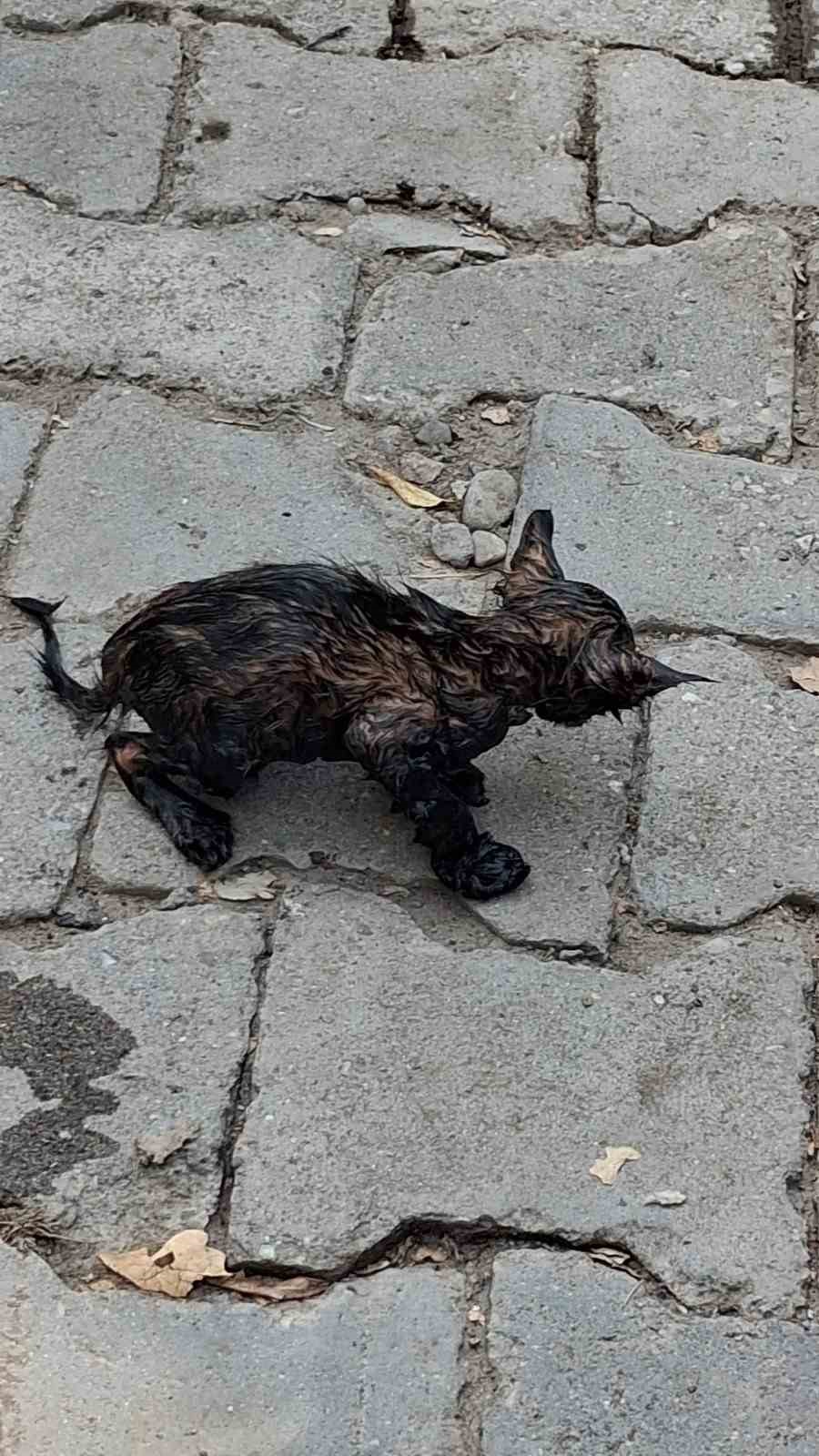 Ağrı&rsquo;da ziftin i&ccedil;ine giren yavru kedi &ouml;l&uuml;mden d&ouml;nd&uuml;