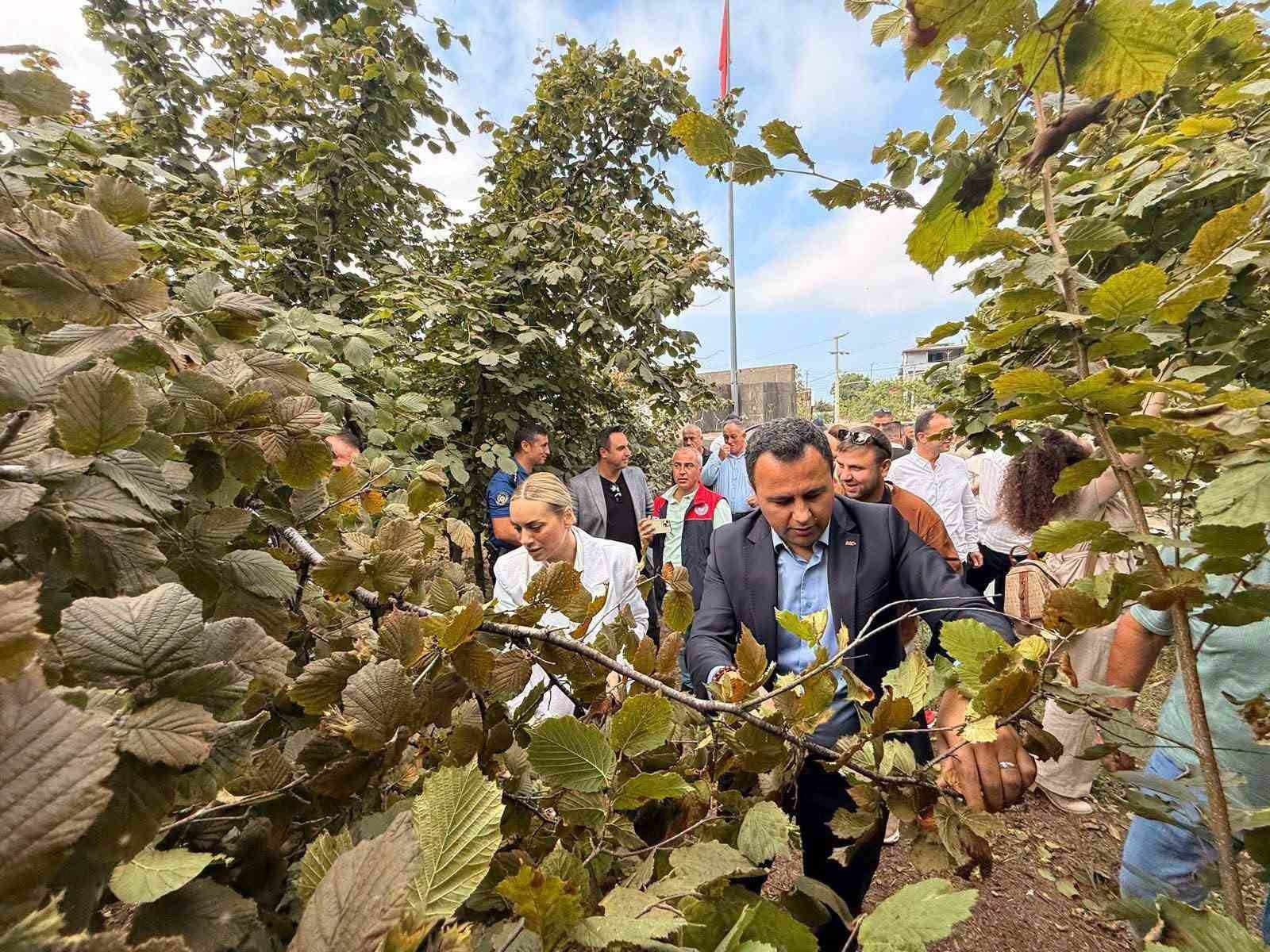 Ak&ccedil;akoca&rsquo;da fındık bereketi