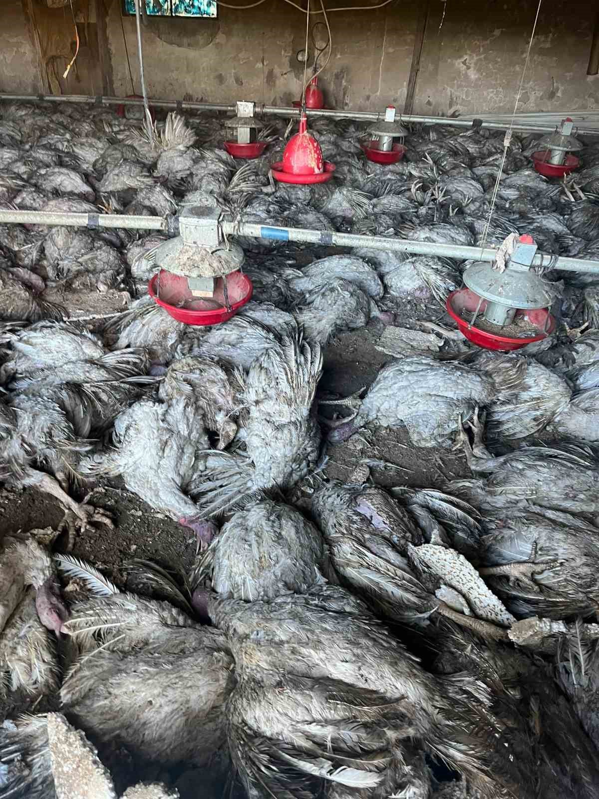 Bolu&rsquo;da hindi k&uuml;mesinde yangın: Bin 800 hindi telef oldu