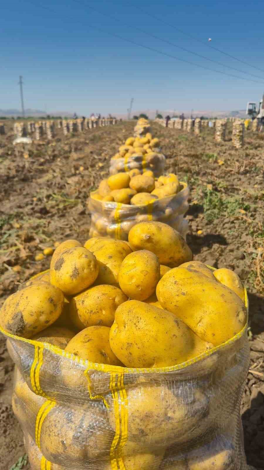 &Ccedil;&ouml;lovası&rsquo;nda patates hasadı s&uuml;r&uuml;yor