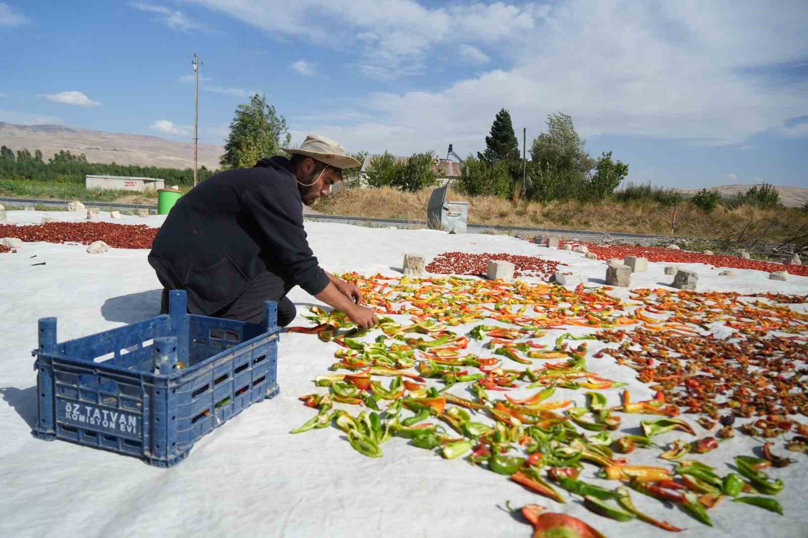 Muş&rsquo;ta tarlasında yetiştirdiği sebzeleri yurt i&ccedil;i ve yurt dışına g&ouml;nderiyor