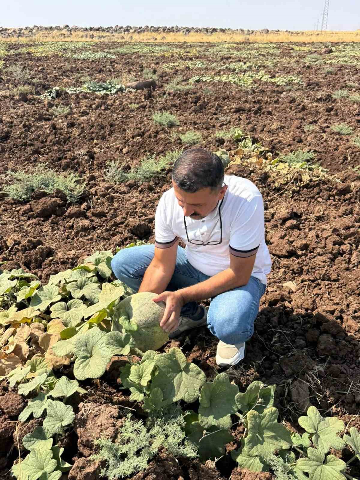 Cizre&rsquo;de kavun ve karpuz &uuml;retim alanlarında teknik kontrol