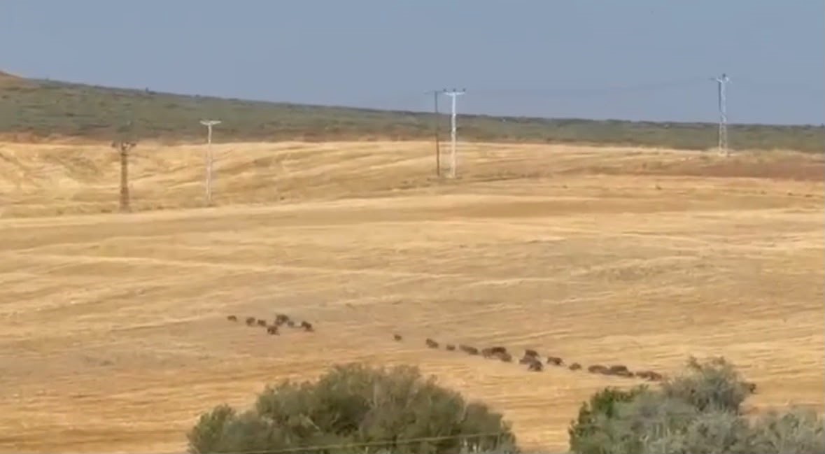 Tunceli&rsquo;de domuz s&uuml;r&uuml;s&uuml; g&ouml;r&uuml;nt&uuml;lendi
