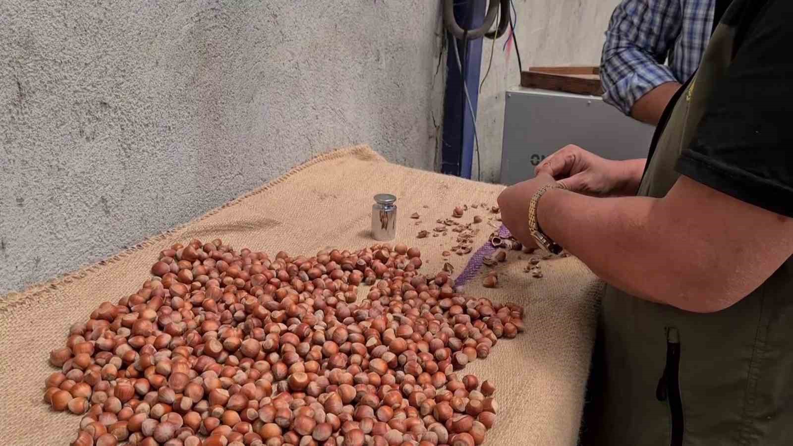 Fındıkta g&ouml;zler yeni sezon fiyatında